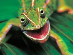 Lizard wot Meme Template