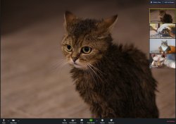 Cat Zoom Meeting Meme Template