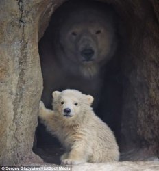 Mama Bears Waiting Meme Template