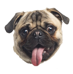 Pug sticker Meme Template