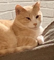 Butterscotch Meme Template
