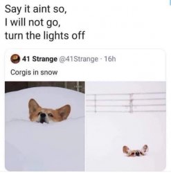 Corgis in snow Meme Template