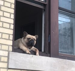 Dog hanging out The window Meme Template