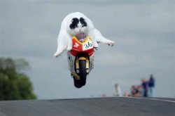 Cat on motorcycle Meme Template