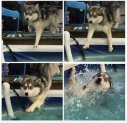 Dog falling in water Meme Template