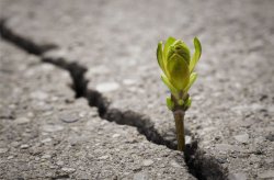 Hope Growth Bud Sprout Through Crack In Cement Pavement Meme Template