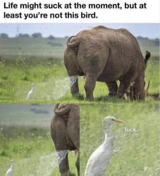 Life is the rhino I am the bird Meme Template