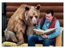 Bear Reading Meme Template