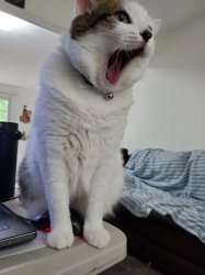 yawning cat Meme Template