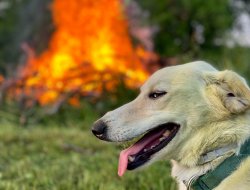 arsonist dog Meme Template