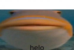 helo fish with caption Meme Template