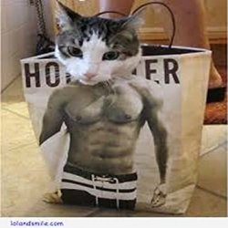 muscle cat Meme Template