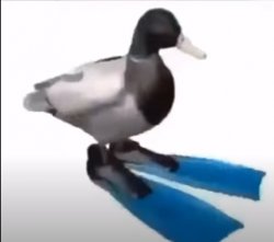 FLIPPER DUCK Meme Template