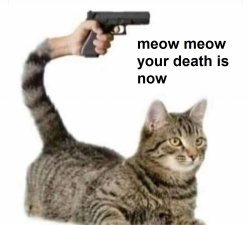 meow meow your death is now Meme Template