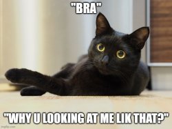 Bra Cat Meme Template