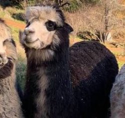 llama Meme Template