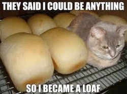 the loaf cat Meme Template