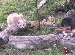 Matt the stray cat Meme Template