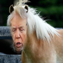 Trump face at the wrong end of a horse Meme Template