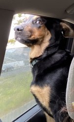 Shocked Backseat Pupper Meme Template