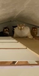 Council of cats aproves Meme Template