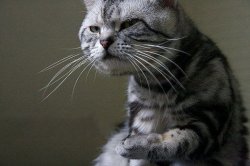 Cat Where is my coke Johny Meme Template