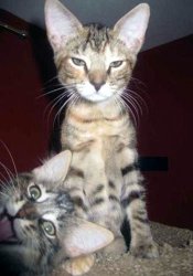 Kitten Photobomber Meme Template