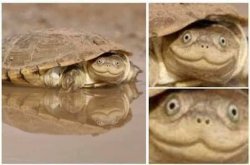 Tortoise Meme Template