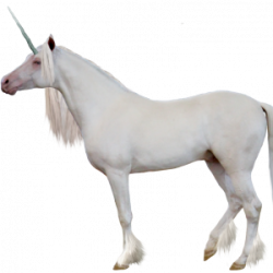 unicorn Meme Template