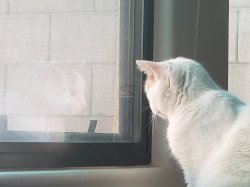 Deep thought cat Meme Template
