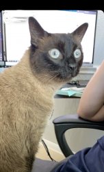 Cat wide eyed stare Meme Template