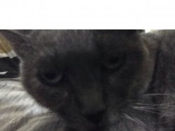 Highly disappointed cat Meme Template