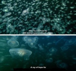 Jellyfish-Brainless Meme Template