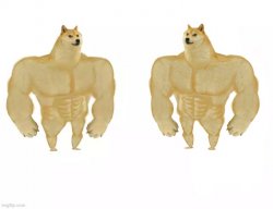 Swole Doge vs. Swole Doge Meme Template
