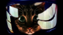2001 A Space Odyssey Cat Meme Template