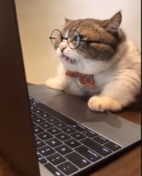 old cat with glasses computer Meme Template
