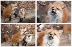 Fox Meme Template