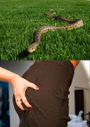 Snake Goose Meme Template