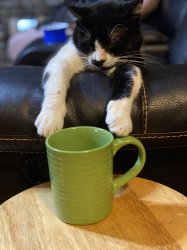 Coffee cat Meme Template