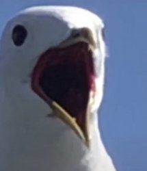 Shocked/Angry Seagull Meme Template