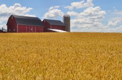 rural barn Meme Template