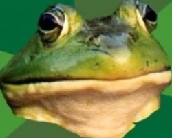 Frog Meme Template