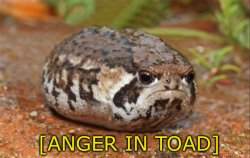Anger in toad Meme Template