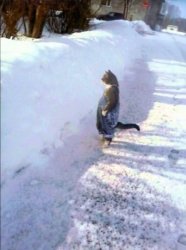 Cat in snow Meme Template