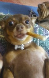 Chihuahua smoking cigar dog Meme Template