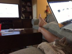 Kitten watching TV Meme Template