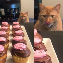 Cupcake cat Meme Template