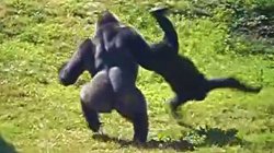 Gorilla flipping gorilla Meme Template