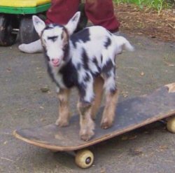 Goat Skateboarder Meme Template