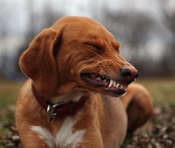 Painful smile dog Meme Template
